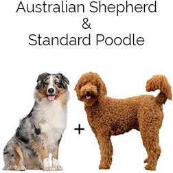 Aussiedoodle Dog